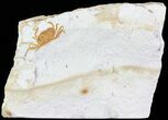 Fossil Pea Crab (Pinnixa) From California - Miocene #63729-1